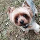 Подробнее об объявлении «Санкт-Петербург Пропала собака» Фото: пропала собака Йоркширский терьер «Санкт-Петербург Пропала собака» в г. Санкт-Петербург