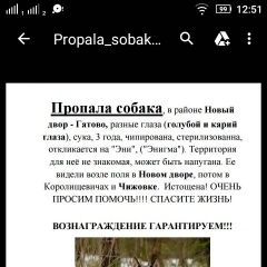 Подробнее об объявлении «Минск Пропала собака помогите найти» Фото: пропала собака  «Минск Пропала собака помогите найти» в г. Минск