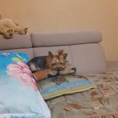 Подробнее об объявлении «Пропала собака Черняховск» Фото: пропала собака  «Пропала собака Черняховск» в г. Черняховск