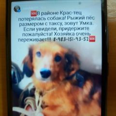 Подробнее об объявлении «Красноярск Пропала собака такса р-н крастэц» Фото: пропала собака  «Красноярск Пропала собака такса р-н крастэц» в г. Красноярск