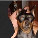 Подробнее об объявлении «Пропала собака Ангарск» Фото: пропала собака  «Пропала собака Ангарск» в г. Ангарск