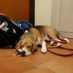 Подробнее об объявлении «Москва Пропала собака кобель» Фото: пропала собака Бигль «Москва Пропала собака кобель» в г. Москва