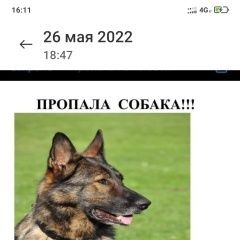 Подробнее об объявлении «Пропала собака Новороссийск» Фото: пропала собака Бельгийская овчарка «Пропала собака Новороссийск» в г. Новороссийск