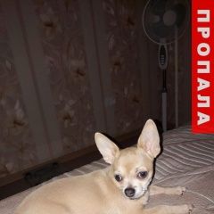 Подробнее об объявлении «Пропала собака кобель Кемерово» Фото: пропала собака Чихуахуа «Пропала собака кобель Кемерово» в г. Кемерово