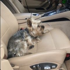 Подробнее об объявлении «Анапа Пропала собака кобель йорк» Фото: пропала собака Йоркширский терьер «Анапа Пропала собака кобель йорк» в г. Анапа