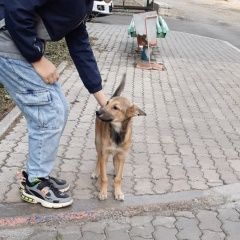 Подробнее об объявлении «Красноярск Пропала собака щенок-девочка» Фото: пропала собака  «Красноярск Пропала собака щенок-девочка» в г. Красноярск