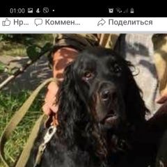 Подробнее об объявлении «Пропала собака кобель Курган» Фото: пропала собака Шотландский сеттер (гордон) «Пропала собака кобель Курган» в г. Курган