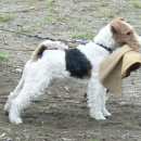 Подробнее об объявлении «Пропала собака кобель фокстерьер жесткошерстный Санкт-Петербург» Фото: пропала собака Фокстерьер «Пропала собака кобель фокстерьер жесткошерстный...» в г. Санкт-Петербург