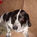 Подробнее об объявлении «Пропала собака кобель 18.01.2017 в р-е москольц Симферополь» Фото: пропала собака  «Пропала собака кобель 18.01.2017 в р-е москольц...» в г. Симферополь