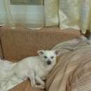 Подробнее об объявлении «Пропала собака кобель Орехово-Зуево» Фото: пропала собака  «Пропала собака кобель Орехово-Зуево» в г. Орехово-Зуево