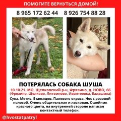 Подробнее об объявлении «Фрязино Пропала собака красный ошейник» Фото: пропала собака  «Фрязино Пропала собака красный ошейник» в г. Фрязино