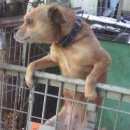 Подробнее об объявлении «Ейск Пропала собака» Фото: пропала собака  «Ейск Пропала собака» в г. Ейск