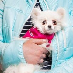 Подробнее об объявлении «Пропала собака маленький белый шпиц Москва» Фото: пропала собака  «Пропала собака маленький белый шпиц Москва» в г. Москва