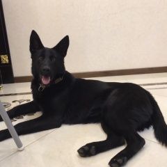 Подробнее об объявлении «Пропала собака чёрная немецкая овчарка Одинцово» Фото: пропала собака Немецкая овчарка «Пропала собака чёрная немецкая овчарка Одинцово» в г. Одинцово