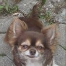 Подробнее об объявлении «Санкт-Петербург Пропала собака» Фото: пропала собака Чихуахуа «Санкт-Петербург Пропала собака» в г. Санкт-Петербург