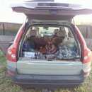 Подробнее об объявлении «Пропала собака кобель немецкая овчарка Санкт-Петербург» Фото: пропала собака Немецкая овчарка «Пропала собака кобель немецкая овчарка...» в г. Санкт-Петербург