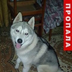 Подробнее об объявлении «Ростов-на-Дону Пропала собака кобель» Фото: пропала собака Сибирская хаски «Ростов-на-Дону Пропала собака кобель» в г. Ростов-на-Дону
