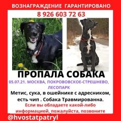 Подробнее об объявлении «Пропала собака парк покровское-стрешнево Москва» Фото: пропала собака  «Пропала собака парк покровское-стрешнево Москва» в г. Москва