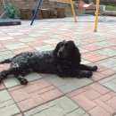 Подробнее об объявлении «Пропала собака русский спаниель Нижний Новгород» Фото: пропала собака Русский охотничий спаниель «Пропала собака русский спаниель Нижний Новгород» в г. Нижний Новгород