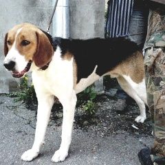 Подробнее об объявлении «Красногвардейское (Белгород.) Пропала собака кобель русской пегой гончей» Фото: пропала собака  «Красногвардейское (Белгород.) Пропала собака...» в г. Красногвардейское (Белгород.)