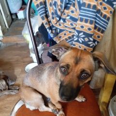 Подробнее об объявлении «Пропала собака Екатеринбург» Фото: пропала собака Такса «Пропала собака Екатеринбург» в г. Екатеринбург