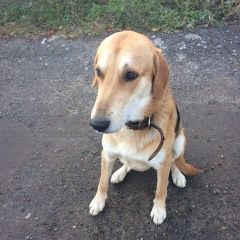 Подробнее об объявлении «Кстово Пропала собака кобель русская гончая» Фото: пропала собака  «Кстово Пропала собака кобель русская гончая» в г. Кстово