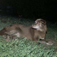 Подробнее об объявлении «Пропала собака венёвский район: п.студенец, улыбышево Венев» Фото: пропала собака  «Пропала собака венёвский район: п.студенец,...» в г. Венев