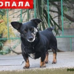 Подробнее об объявлении «Пропала собака кобель в центральном районе Сочи» Фото: пропала собака  «Пропала собака кобель в центральном районе Сочи» в г. Сочи