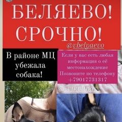 Подробнее об объявлении «Пропала собака наше сокровище Москва» Фото: пропала собака Чихуахуа «Пропала собака наше сокровище Москва» в г. Москва
