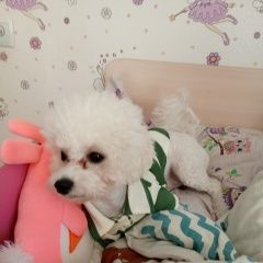 Подробнее об объявлении «Пропала собака кобель Краснодар» Фото: пропала собака Бишон-фриз «Пропала собака кобель Краснодар» в г. Краснодар