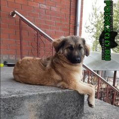 Подробнее об объявлении «Подольск Пропала собака» Фото: пропала собака  «Подольск Пропала собака» в г. Подольск