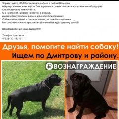 Подробнее об объявлении «Дмитров Пропала собака ребята кто видел может какая то информац» Фото: пропала собака Кане-корсо «Дмитров Пропала собака ребята кто видел может...» в г. Дмитров