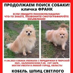 Подробнее об объявлении «Москва Пропала собака продолжаются поиски шпица» Фото: пропала собака Немецкий шпиц «Москва Пропала собака продолжаются поиски шпица» в г. Москва