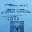 Подробнее об объявлении «Воронеж Пропала собака кобель помогите найти    конечно за вознагр» Фото: пропала собака Французский бульдог «Воронеж Пропала собака кобель помогите найти...» в г. Воронеж