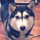 Подробнее об объявлении «Новосибирск Пропала собака хаски девочка 3 года» Фото: пропала собака Сибирская хаски «Новосибирск Пропала собака хаски девочка 3 года» в г. Новосибирск