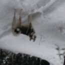 Подробнее об объявлении «Северск Пропала собака кобель лайка» Фото: пропала собака Западно-сибирская лайка «Северск Пропала собака кобель лайка» в г. Северск