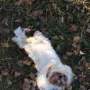 Подробнее об объявлении «Адлер Пропала собака кобель» Фото: пропала собака Ши-тцу «Адлер Пропала собака кобель» в г. Адлер