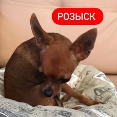 Подробнее об объявлении «Ростов-на-Дону Пропала собака кобель» Фото: пропала собака Той-терьер «Ростов-на-Дону Пропала собака кобель» в г. Ростов-на-Дону