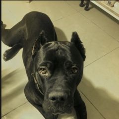 Подробнее об объявлении «Пропала собака кобель кане-корсо красногвардейский район Санкт-Петербург» Фото: пропала собака Кане-корсо «Пропала собака кобель кане-корсо...» в г. Санкт-Петербург