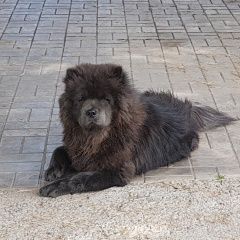 Подробнее об объявлении «Набережные Челны Пропала собака кобель» Фото: пропала собака Чау-чау «Набережные Челны Пропала собака кобель» в г. Набережные Челны