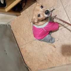 Подробнее об объявлении «Пропала собака Кисловодск» Фото: пропала собака  «Пропала собака Кисловодск» в г. Кисловодск