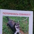 Подробнее об объявлении «Пропала собака помогите найти Москва» Фото: пропала собака  «Пропала собака помогите найти Москва» в г. Москва