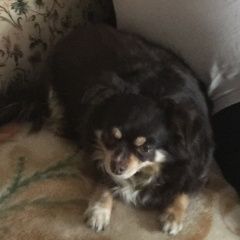 Подробнее об объявлении «Пропала собака Егорьевск» Фото: пропала собака Чихуахуа «Пропала собака Егорьевск» в г. Егорьевск