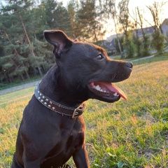 Подробнее об объявлении «Смоленск Пропала собака» Фото: пропала собака Стаффордширский бультерьер «Смоленск Пропала собака» в г. Смоленск