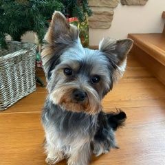 Подробнее об объявлении «Тюмень Пропала собака кобель» Фото: пропала собака Йоркширский терьер «Тюмень Пропала собака кобель» в г. Тюмень