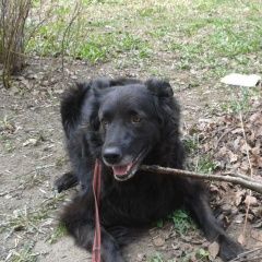 Подробнее об объявлении «Пропала собака черная собака среднего размер бе Санкт-Петербург» Фото: пропала собака  «Пропала собака черная собака среднего размер бе...» в г. Санкт-Петербург