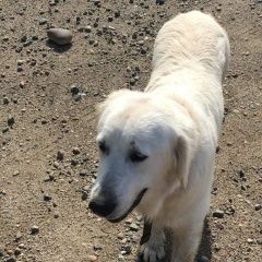 Подробнее об объявлении «Пропала собака кобель золотистый ретривер Горячий Ключ» Фото: пропала собака  «Пропала собака кобель золотистый ретривер...» в г. Горячий Ключ