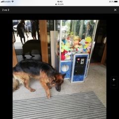 Подробнее об объявлении «Пропала собака кобель Королев» Фото: пропала собака Немецкая овчарка «Пропала собака кобель Королев» в г. Королев