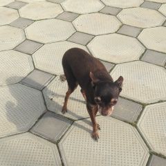 Подробнее об объявлении «Анапа Пропала собака кобель русский той-терьер» Фото: пропала собака Русский той-терьер «Анапа Пропала собака кобель русский той-терьер» в г. Анапа