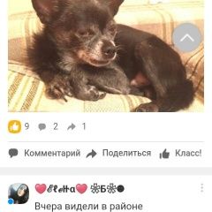 Подробнее об объявлении «Иркутск Пропала собака кобель не теряем надежду.» Фото: пропала собака Той-терьер «Иркутск Пропала собака кобель не теряем надежду.» в г. Иркутск